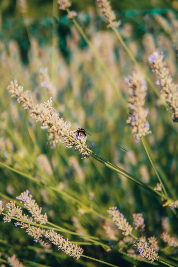 B&B Al Giardino Dei Laghi Revine Lago Exterior photo